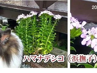 小次郎と夏の草花－ハマナデシコ（浜撫子）…