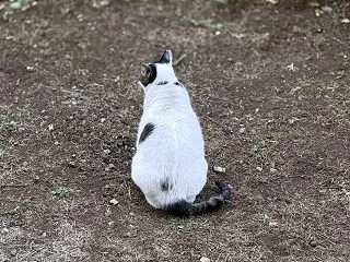 朝のおばあちゃん野良猫「おばあにゃん」