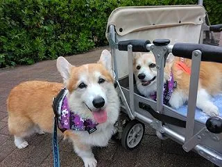 今回は早いリカバリー