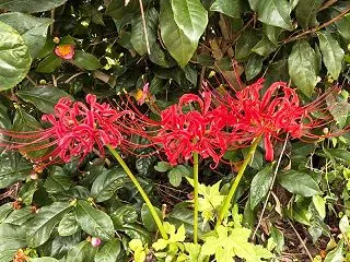 花々
