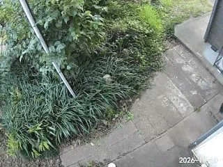 白黒子猫ふたたび