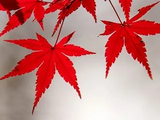 2026年秋土用｜土いじりNG期間と、心…