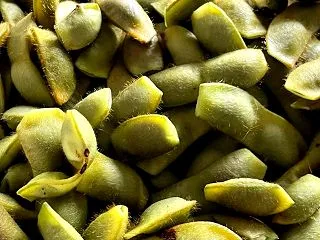 いただいた黒豆の枝豆とか、好きなことをす…