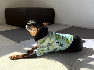 秋が帰ってきた