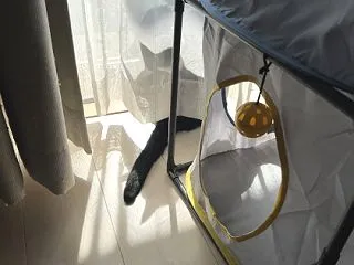 日向ぼっこの始まり
