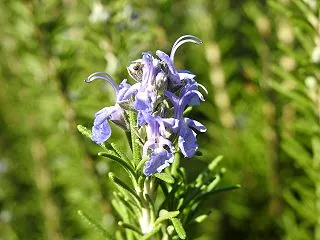 『メディアコスモスとテニテオ周辺の花や木…