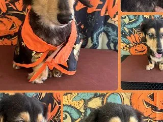 愛犬モコ☆ハロウイン写真に喜び～楽しい週…