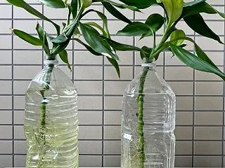 キングバンブー 葉？穂？だけ水差しで増え…
