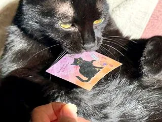 可愛いハロウィンカードと黒猫ピピの反応