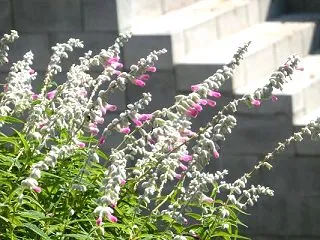 フワフワの白にピンクの花ーピンクアメジス…