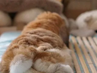 スノコでくつろぐけつようび