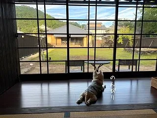 完②【犬連れ旅行】四国、愛媛県へ。ホテル…