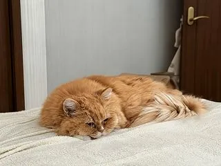 黒猫ちゃんの季節？？？