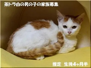 生後４ヶ月の茶白男子の家族募集