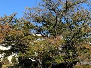 AI紅葉?