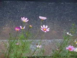 コスモス