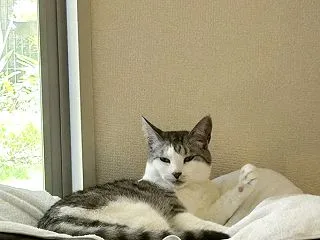 窓辺のムギ