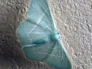 ネモリアミモザリア