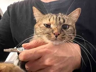 やさしいお姉ちゃん猫 20261019