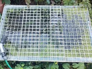 金魚稚魚のアライグマ対策＆越冬準備