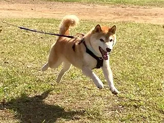 飛行犬
