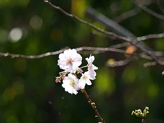 十月桜咲く