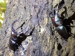 秋の大収穫‼10月のクワガタ採集は見つけ…