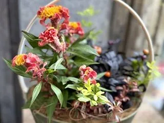 入荷苗ご紹介します♪