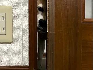 ゴミ出し監視、「爽」ころころりんご