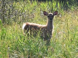 警戒しながら草をはむ～シカ