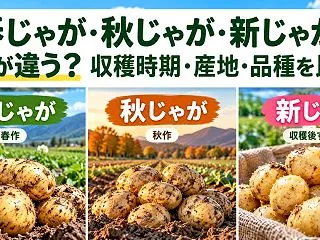 春じゃが・秋じゃが・新じゃがは何が違う？…