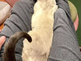 ただはるだけ