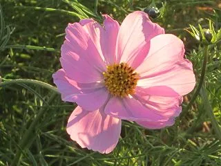 秋明菊と秋桜