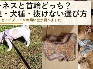 犬のハーネスと首輪どっちがいい？負担・犬…