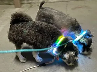 ワンコ達、今日もよくピカってました