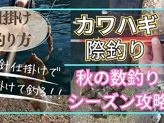 【カワハギ釣り】必殺の胴突き仕掛けと釣り…