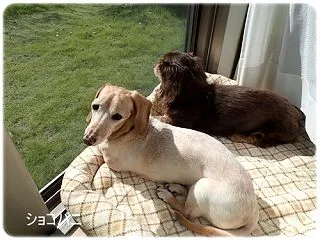 愛おしいな