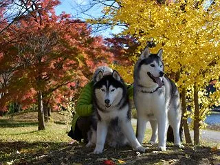 辰之介の日々 2019年11月（家に来て…