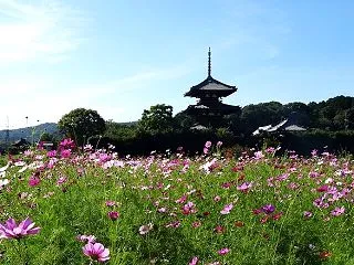 法起寺周辺のコスモスと法起寺