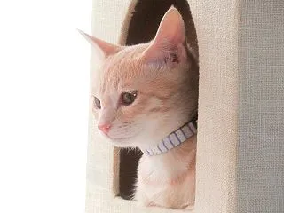 時々そら時々いなか （nya.3563）