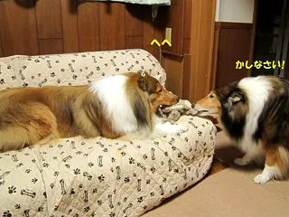 運動会の季節／犬も引っ張りっこ大好き