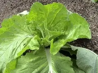白菜の高騰と苗の成長