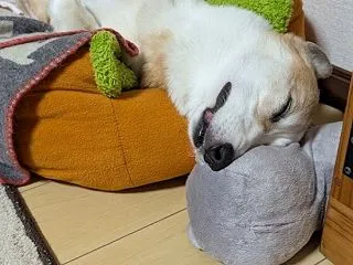 愉快な仲間たちに支えられるボク