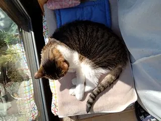またたび