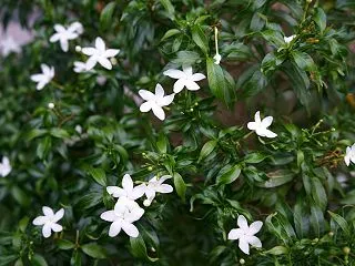 クチナシも植え替えました