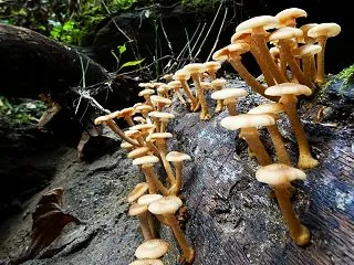 ナラタケ（楢茸）