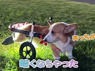 暗くなちゃった