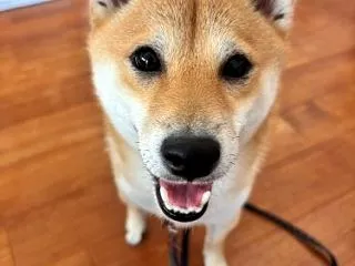 柴犬（豆柴） メイちゃん