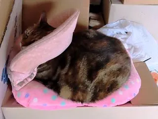 家の猫さん