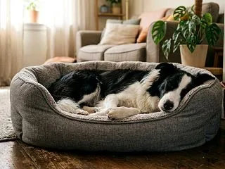 ボーダーコリーの安眠に理想の寝床、睡眠環…